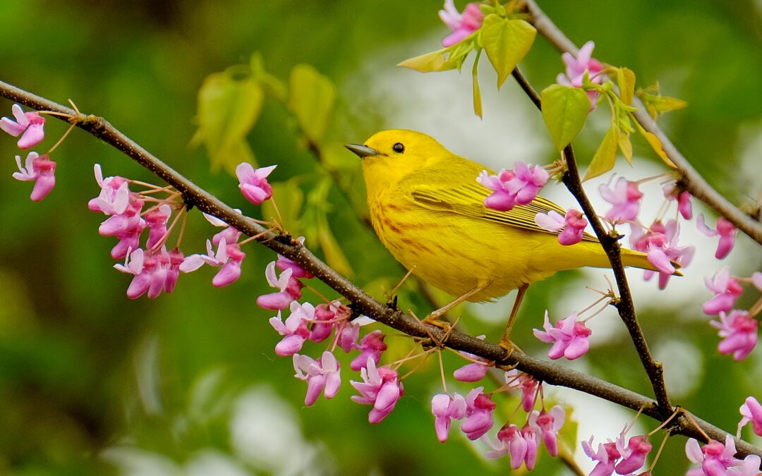 Birding with Me for the FIlipino Community (Queen Elizabeth Park)