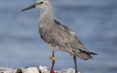 Small tags, big discoveries: Celebrating 10 years of the Motus Wildlife Tracking System driving conservation through collaboration