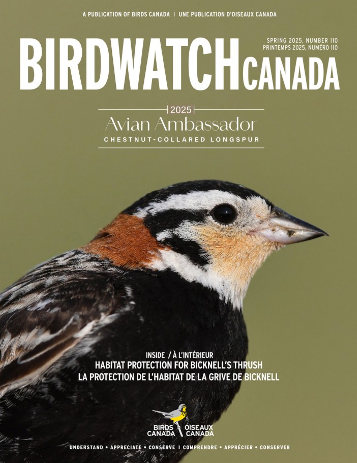 The fall 2020 cover of BirdWatch Canada. The cover features a singing Marsh Wren clinging to a reed, with its tail lifted to the sky at an improbable angle