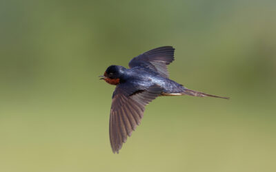 Creating Bird-Friendly Communities: World Migratory Bird Day 2025