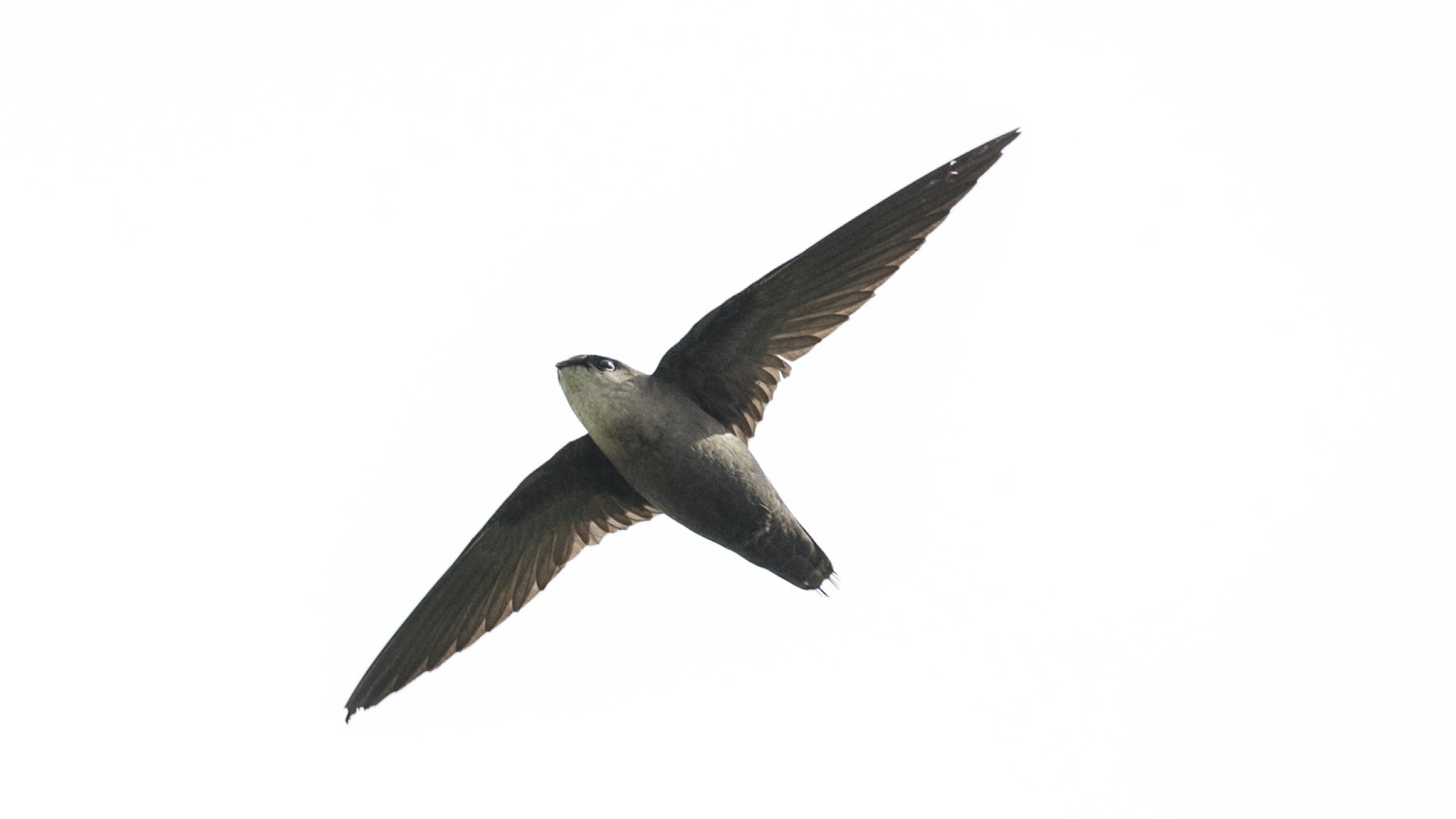 Chimney Swift - Brandon Holden_crop_1768x995
