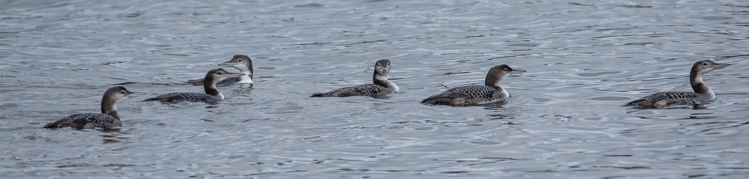 Common Loon colo juveniles by Deb Maluk sept 27 2022 in September in Clear Lake in Riding Mountain National Park