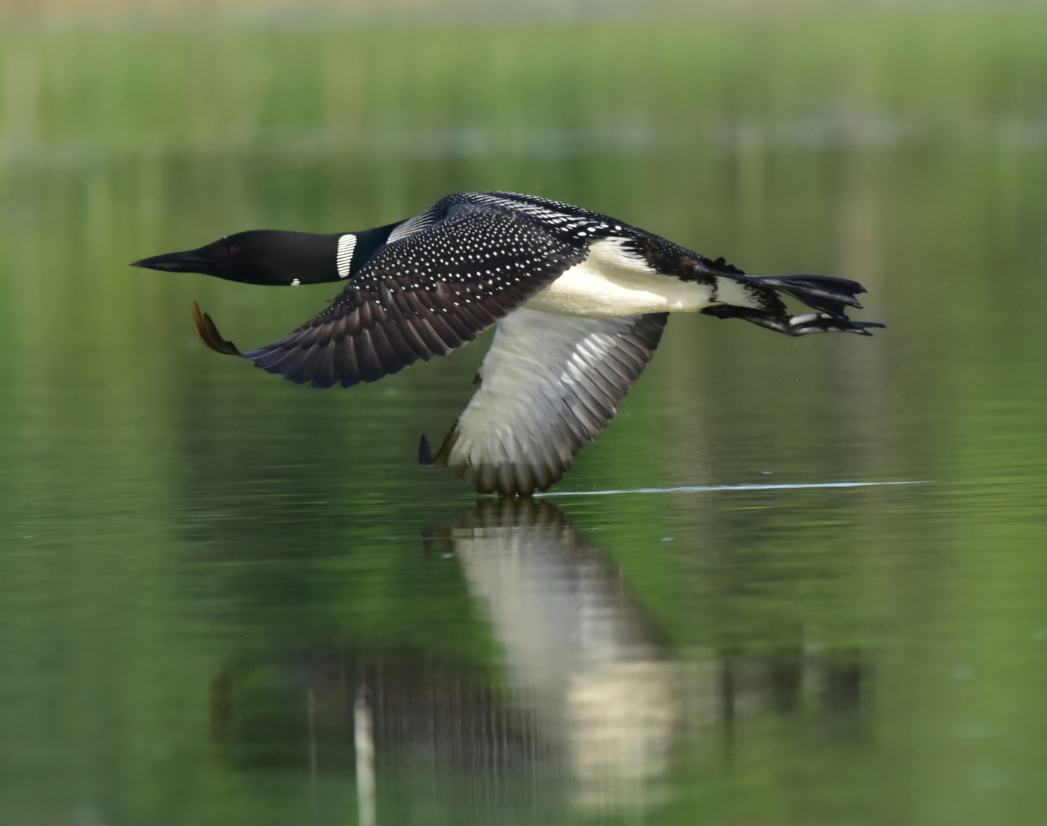 Common-Loon_Janice-Harrison