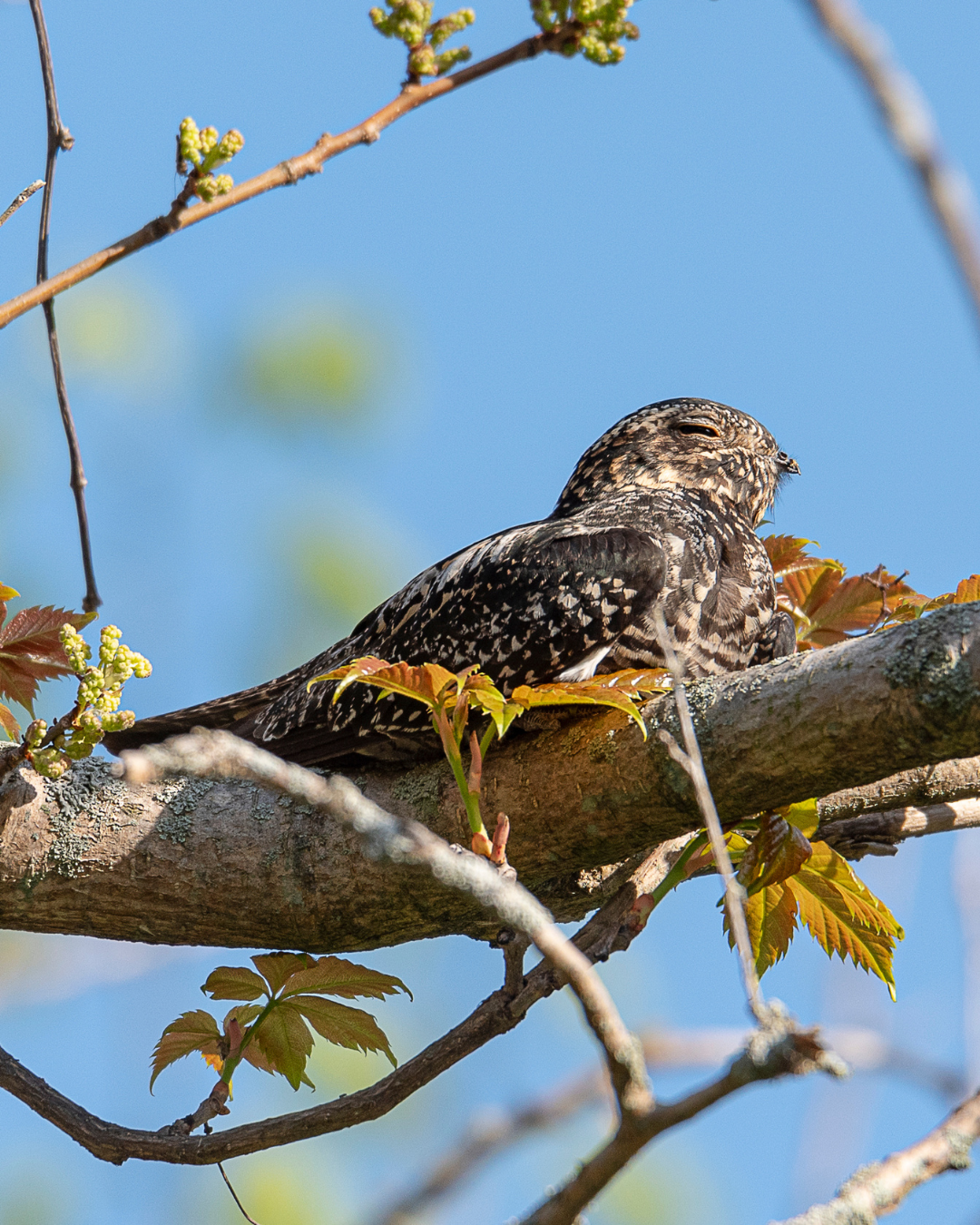 Common-nighthawk_Chantale Malo (1).jpg