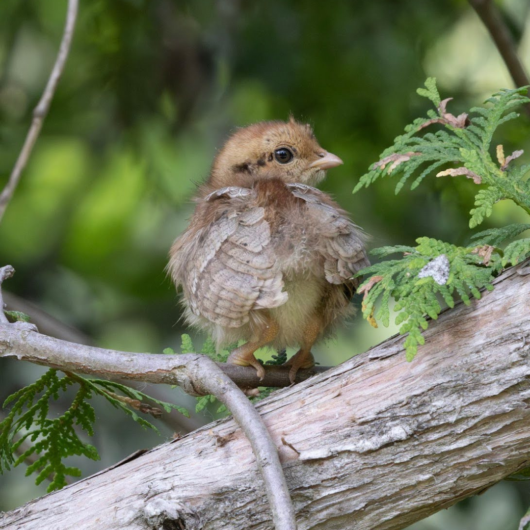 Grouse Chick