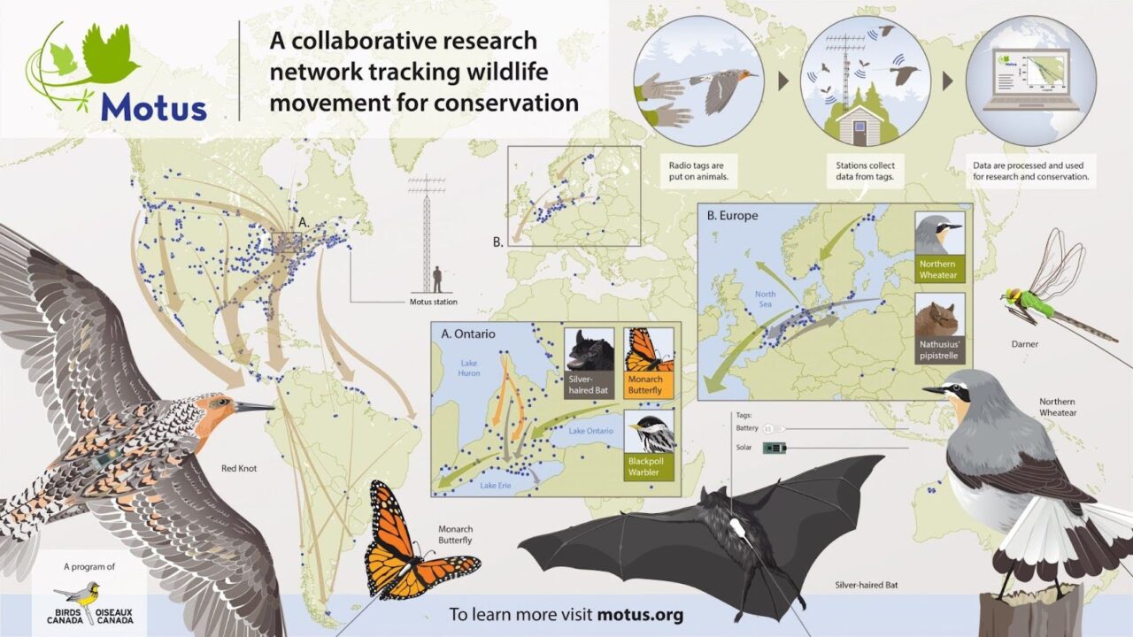 Small tags, big discoveries: Celebrating 10 years of the Motus Wildlife ...