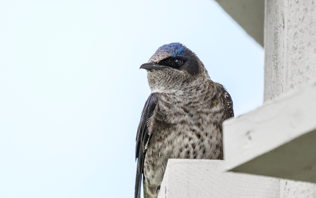 Celebrating Inaugural Birds Canada Community Grant Recipients for 2025