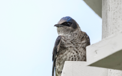 Celebrating Inaugural Birds Canada Community Grant Recipients for 2025