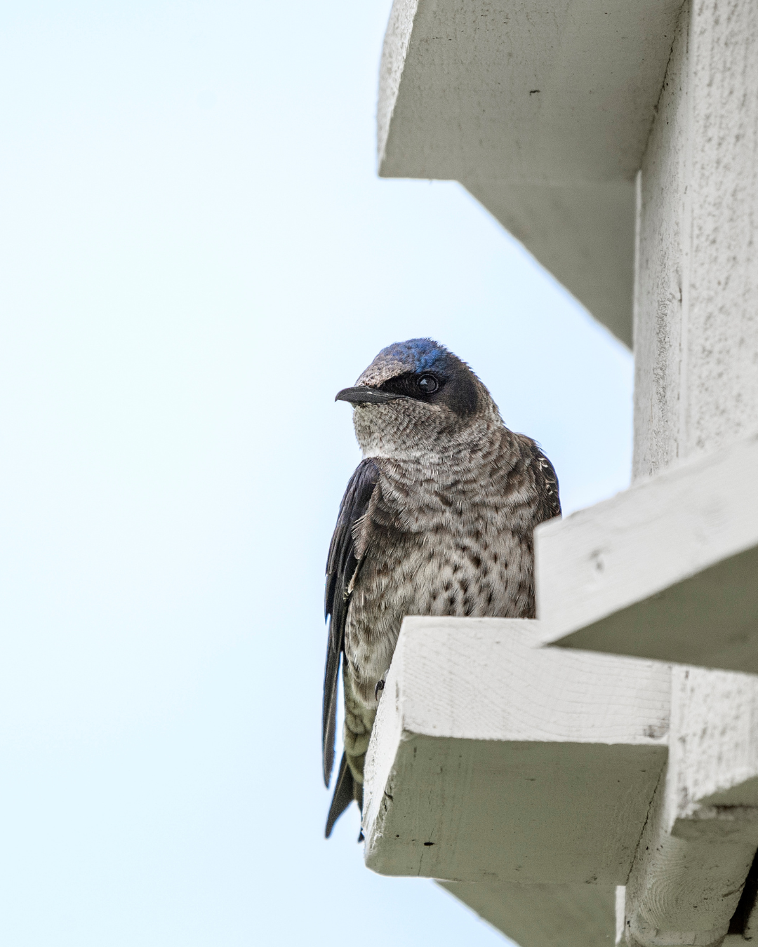 Purple Martin Nina Stavlund