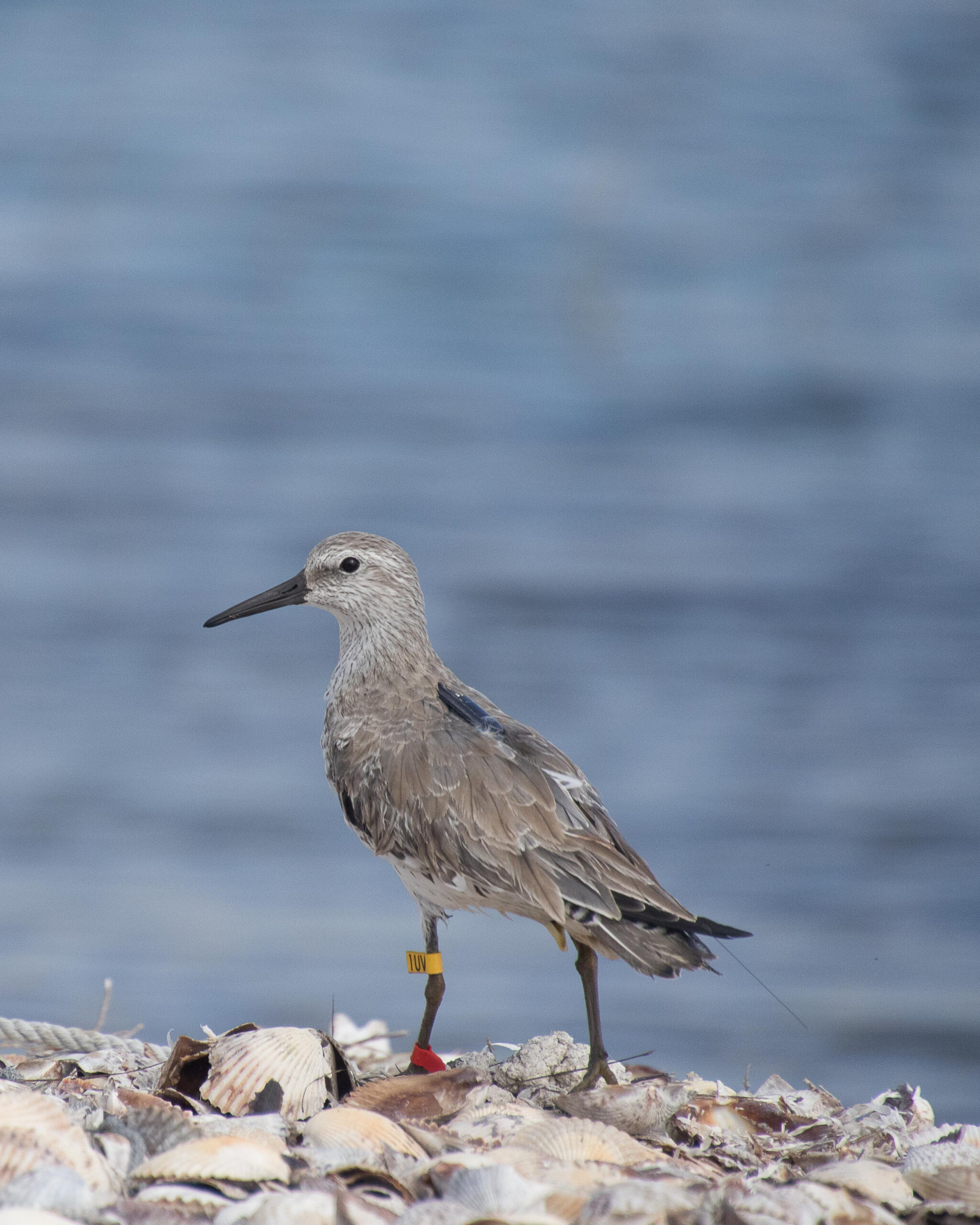 Red Knot_Julian Garcia Walters_2919x3648