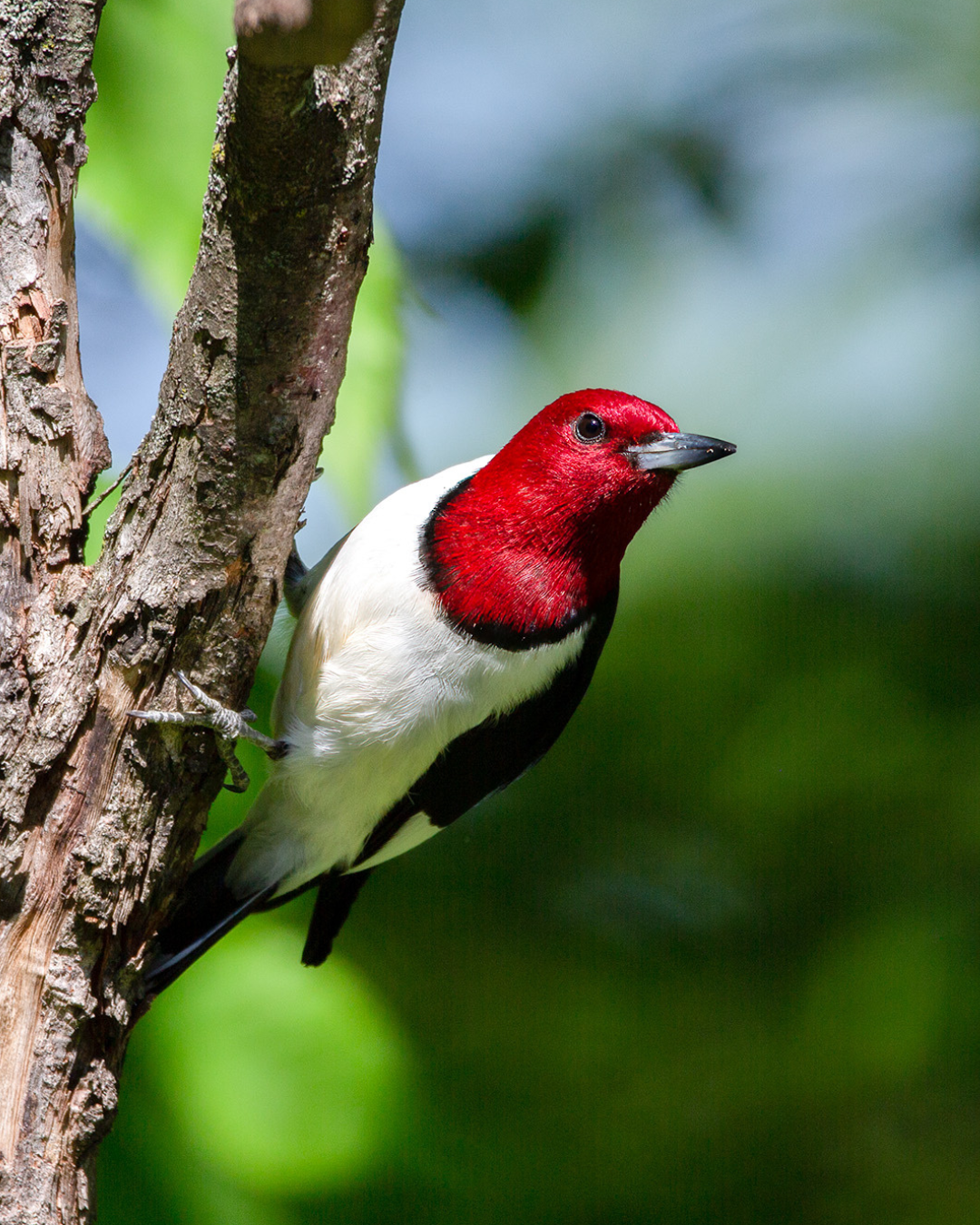 Red-headed-woodpecker_Geoff Stimpson_ON.jpg