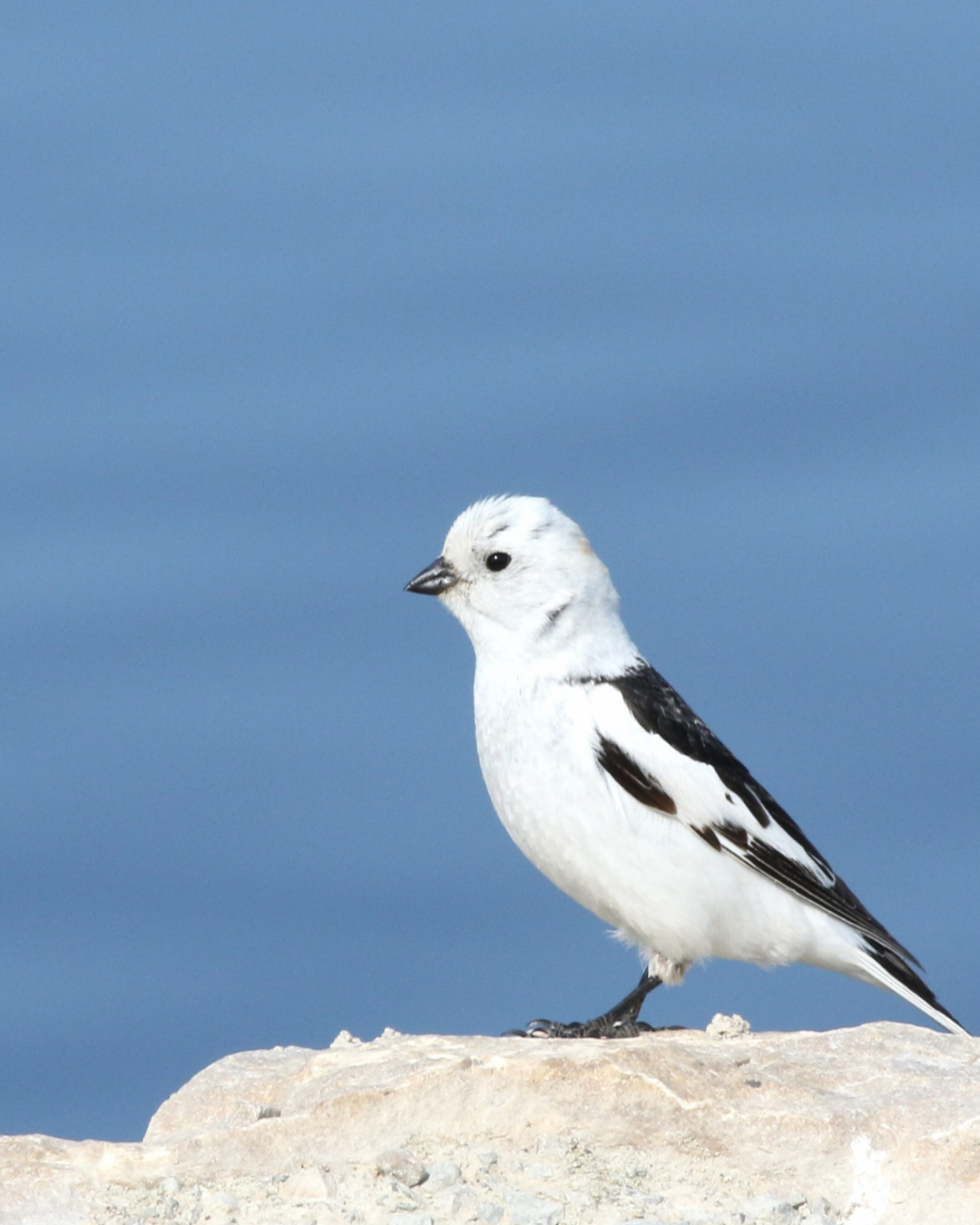 Snow Bunting Yousif Attia