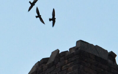 The Chimney Swift Fund: Swiftly restoring habitat brick-by-brick