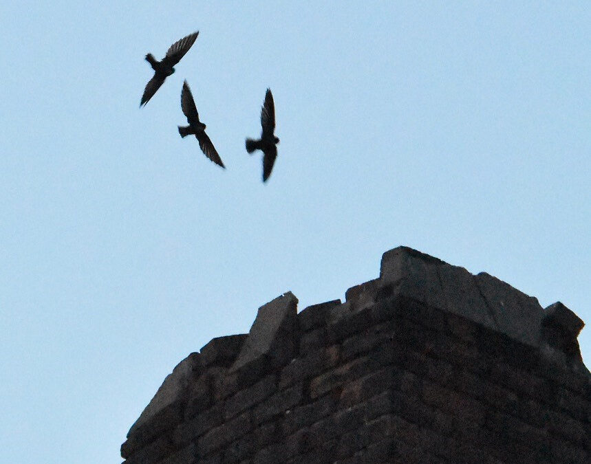 The Chimney Swift Fund: Swiftly restoring habitat brick-by-brick
