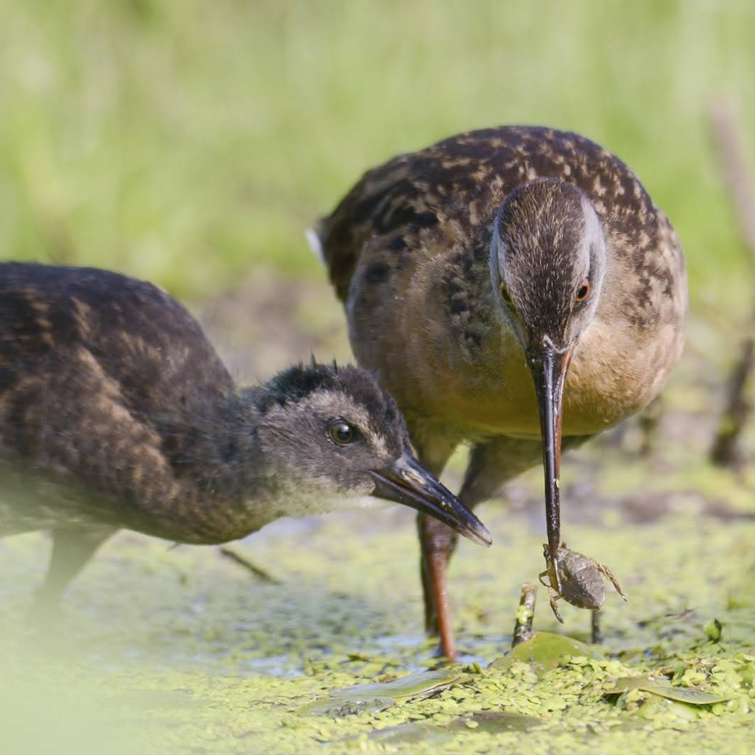 Virginia Rail