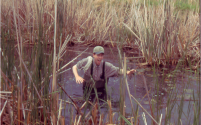 Looking back: 30 years of MMP science