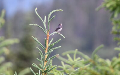 Northern Melodies: Autonomous Recording Units and Avian Monitoring