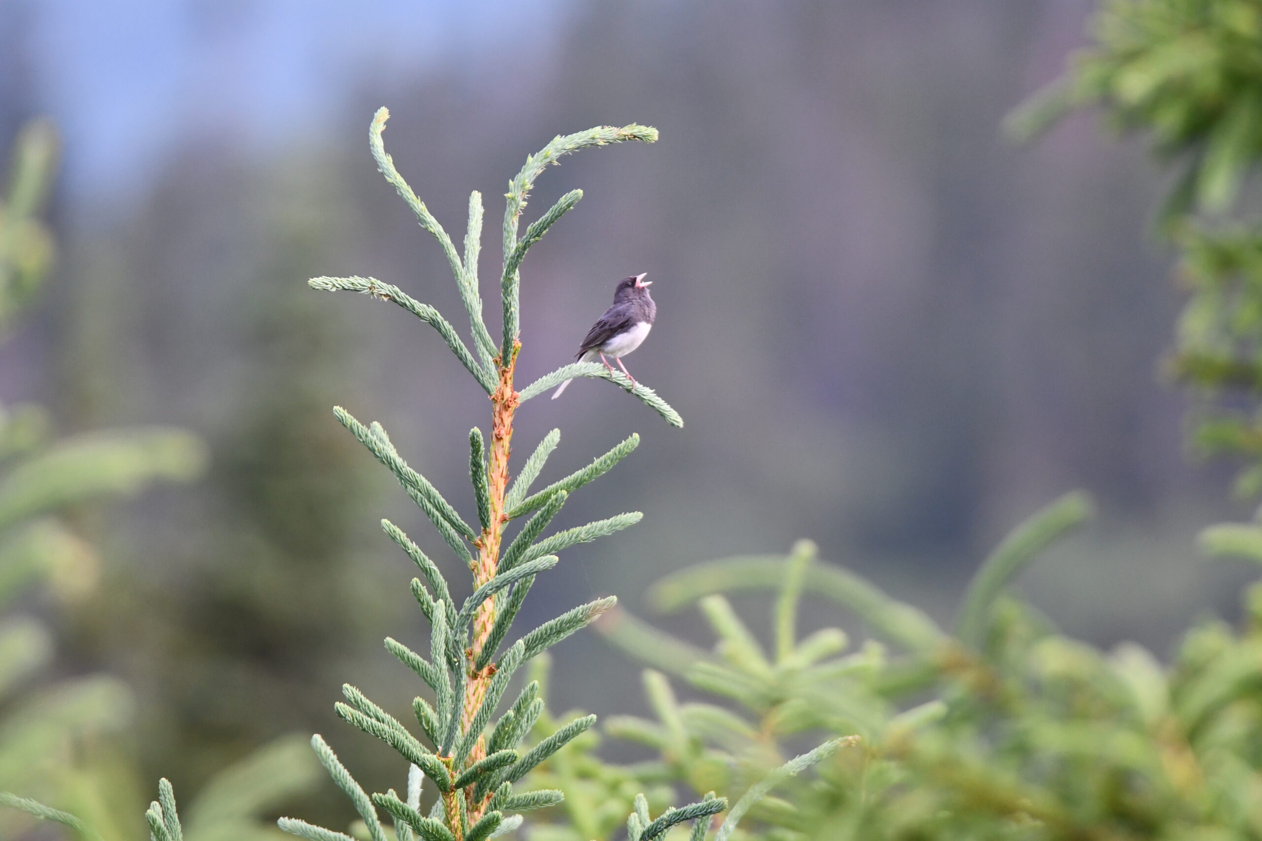 Dark-eyed Junco - Thomas Gianoli (1)