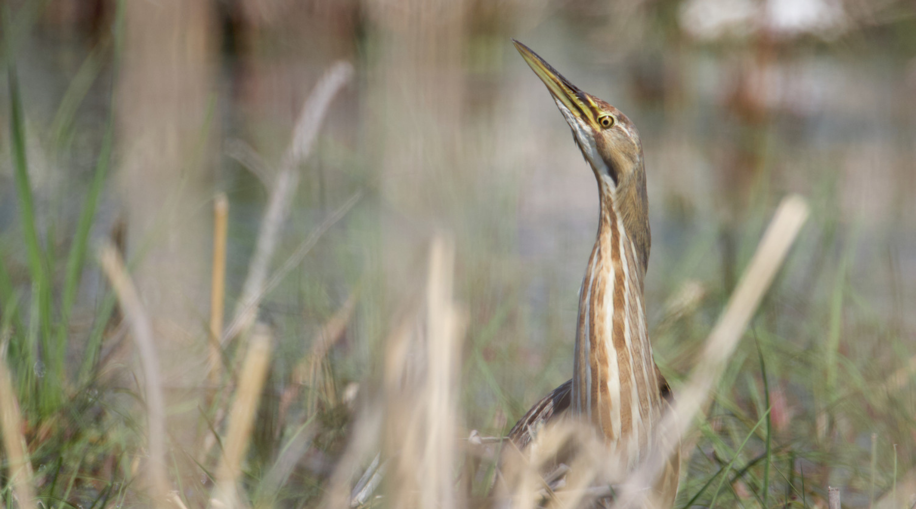 Scaled American-Bittern_Long-Point-ON_Brent-Ferrie.jpg