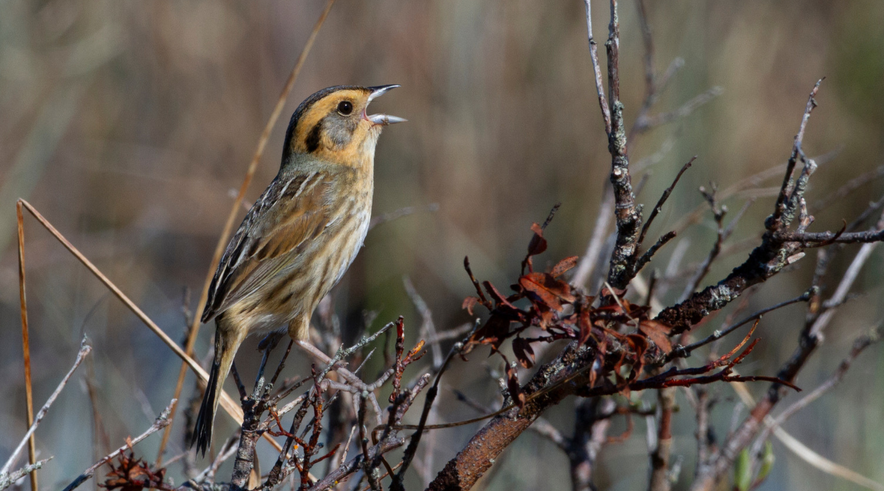 Scaled Nelson's Sparrow - Mark Peck.jpg