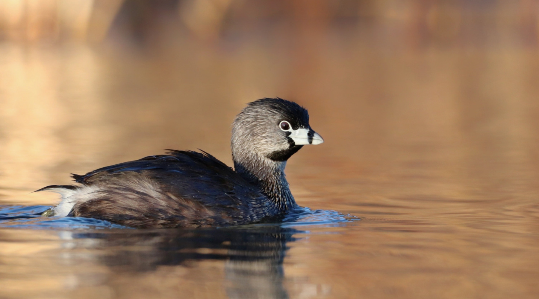 Scaled Pied-billed-Grebe_Darshan-Talawadekar (1).jpg