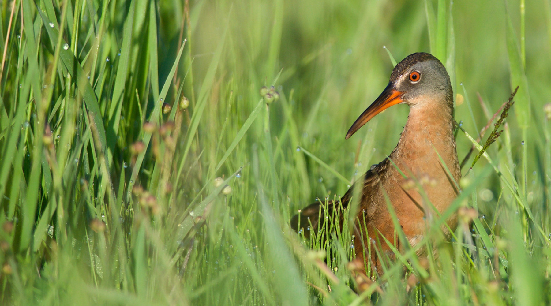 Scaled Virginia Rail - Amanada Guercio.jpg