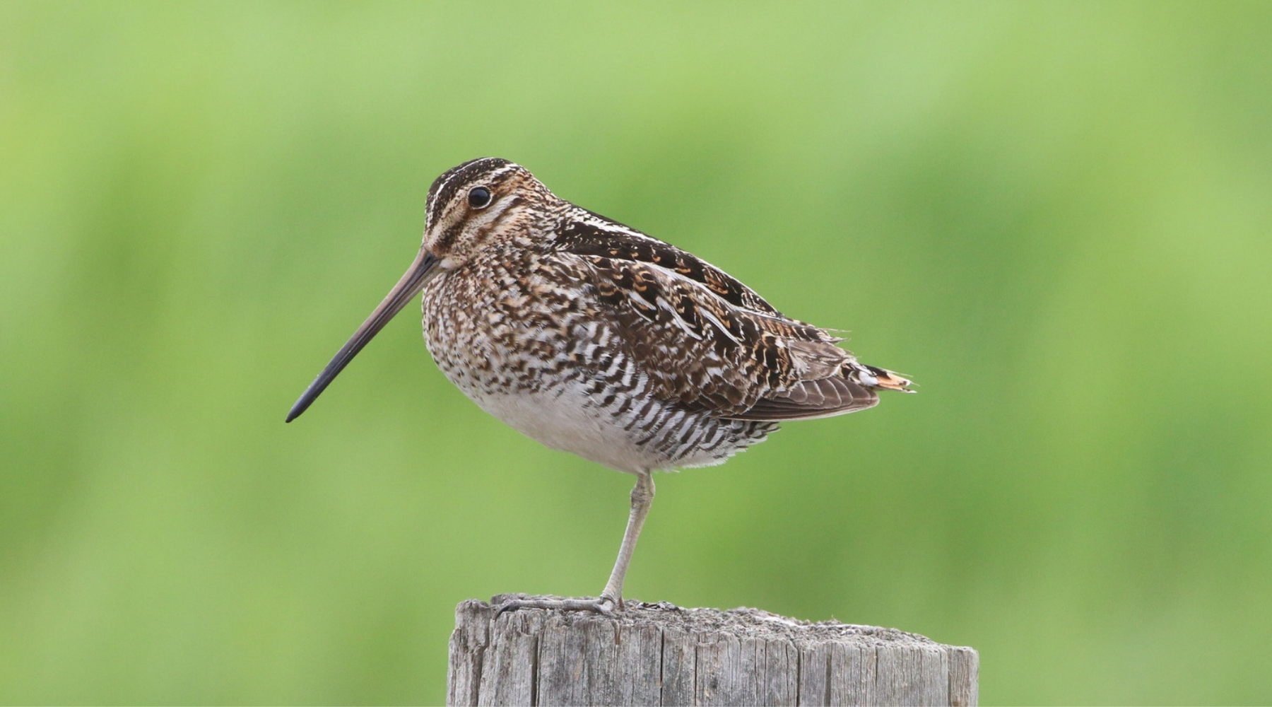 Scaled wilsonssnipe_may2020_Aaron-Everingham.jpg