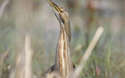 Identifying Canada’s Top Marsh Birds (With Sounds)