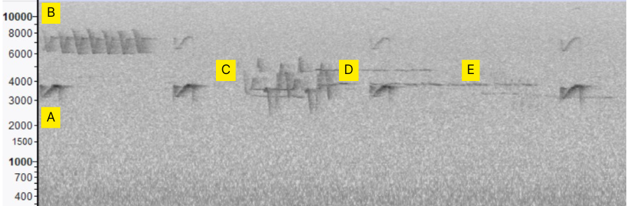 Spectrogram