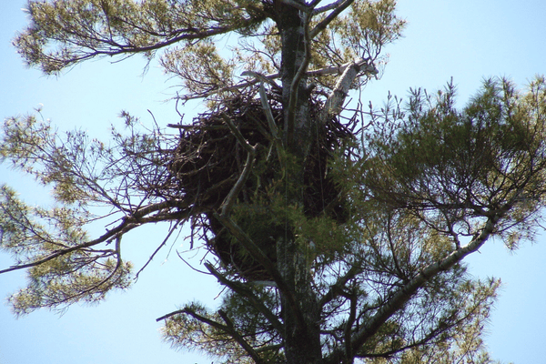 Bald Eagle Nest