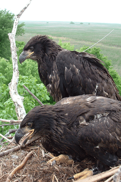 Bald Eagles