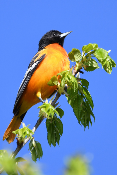 Baltimore-Oriole_Stephane-Picard (2).jpg