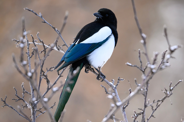 Black_Billed_Magpie-Edmonton-AB_Kwok_Wai.jpg