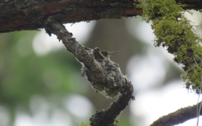 The Nest Level: 7 Wild Bird Homes That Will Amaze You