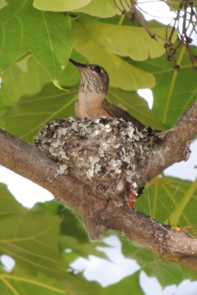 Calliope on Nest