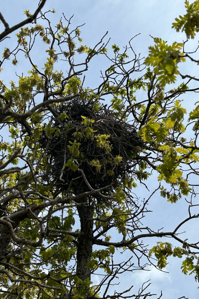 Magpie Nest
