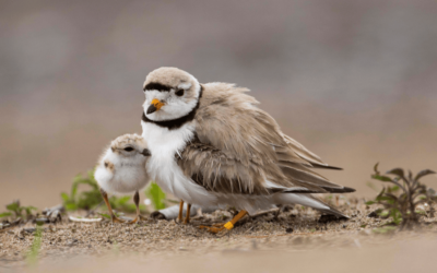 Wasaga Beach is the best Piping Plover habitat remaining in Ontario – and its future is at risk
