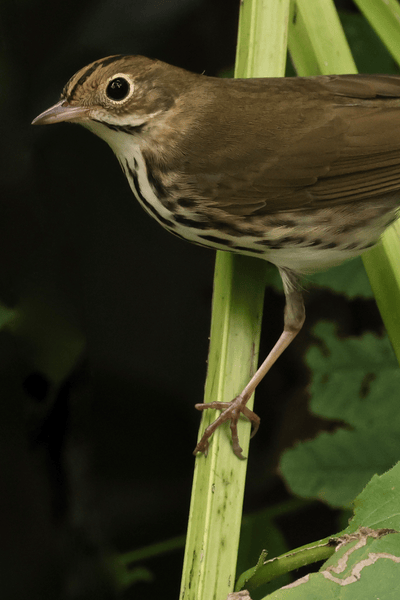 Nest Blog Images