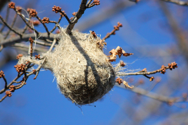 Oriole Nest