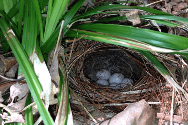 Ovenbird nest. Jody Allair