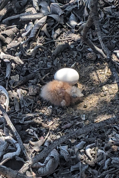 Poorwill Chick