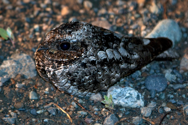 Poorwill