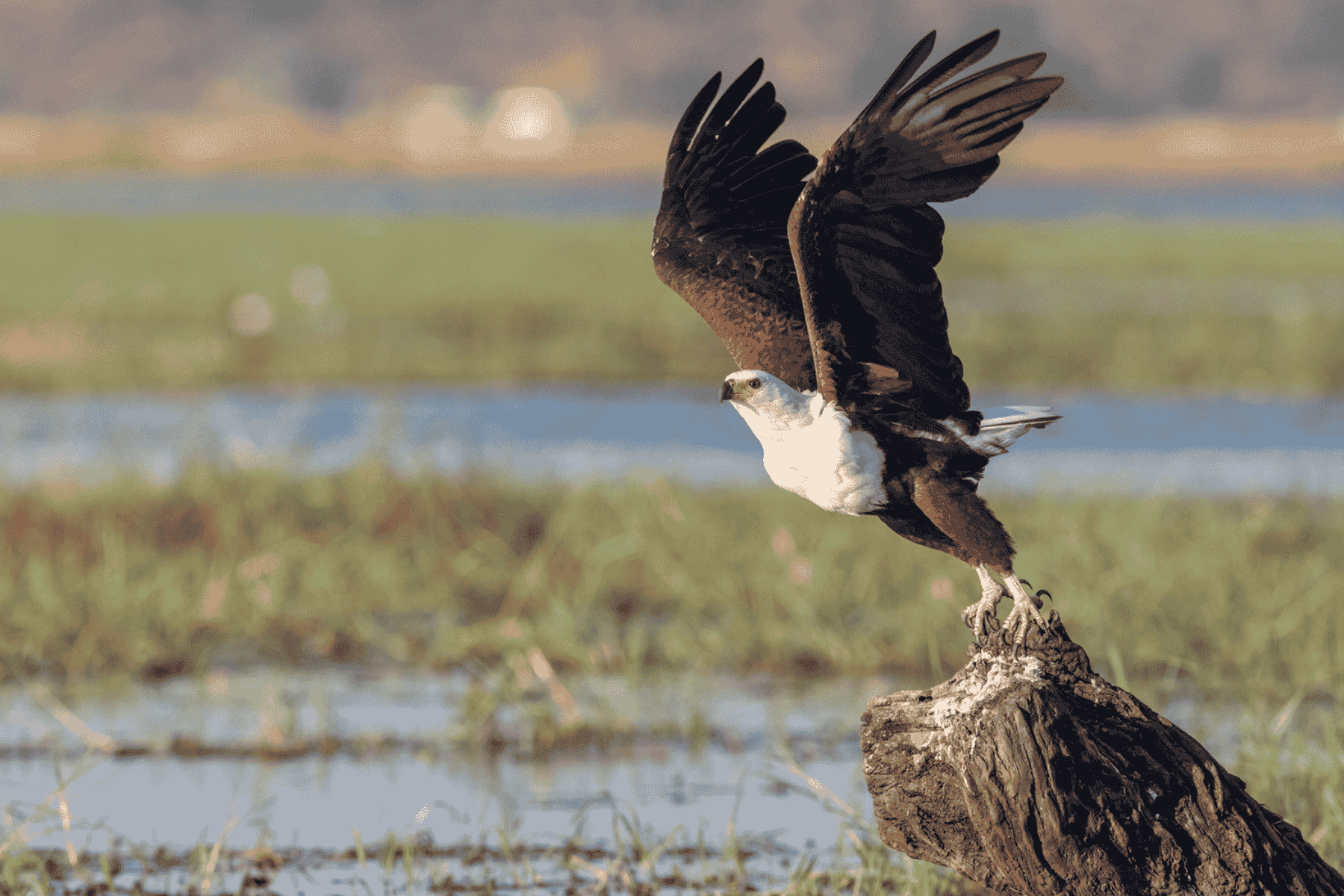 Resized African Fish Eagle by Roshan Panjwani