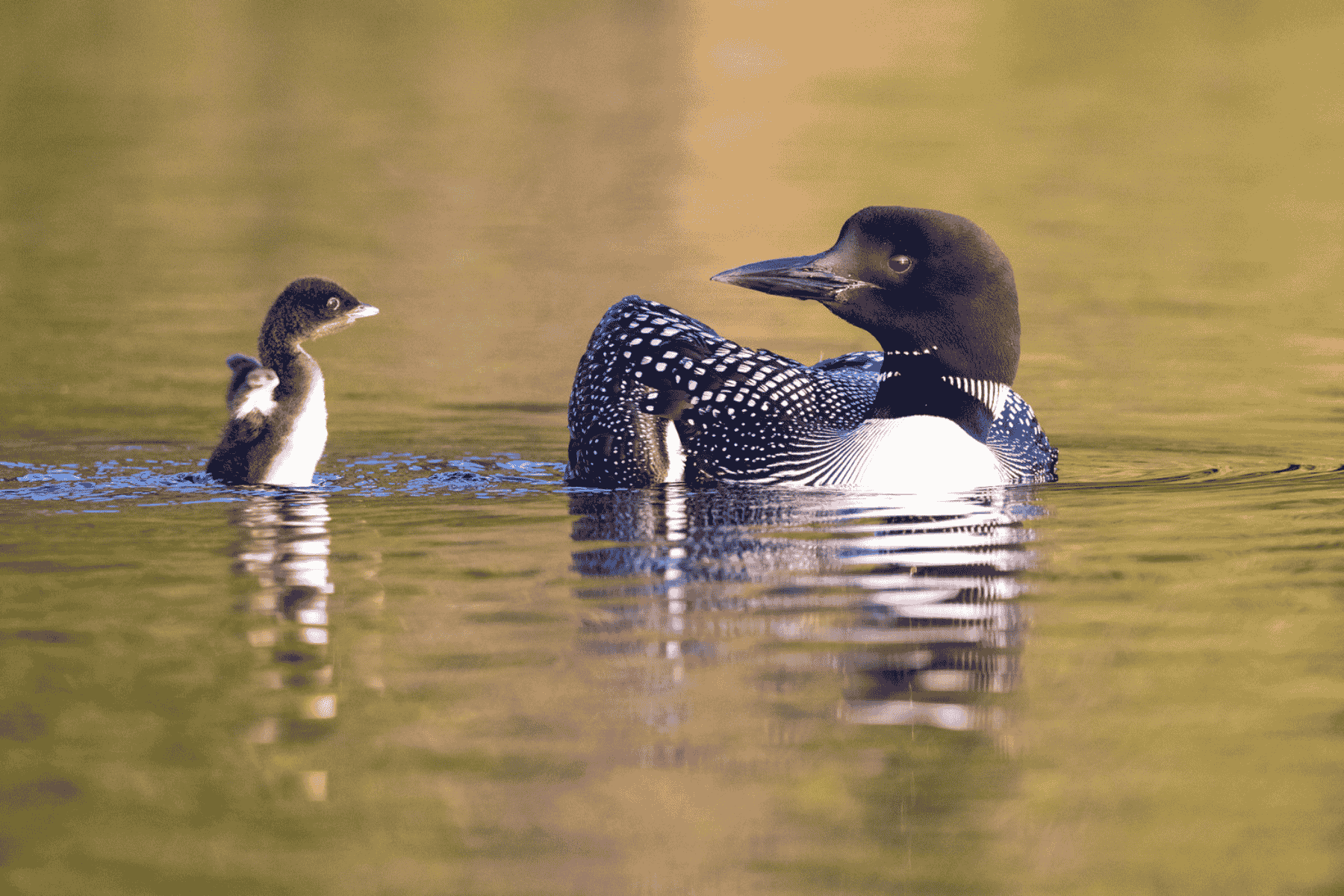 Resized Common-Loon_HaliburtonON_Mark-Peck.jpg