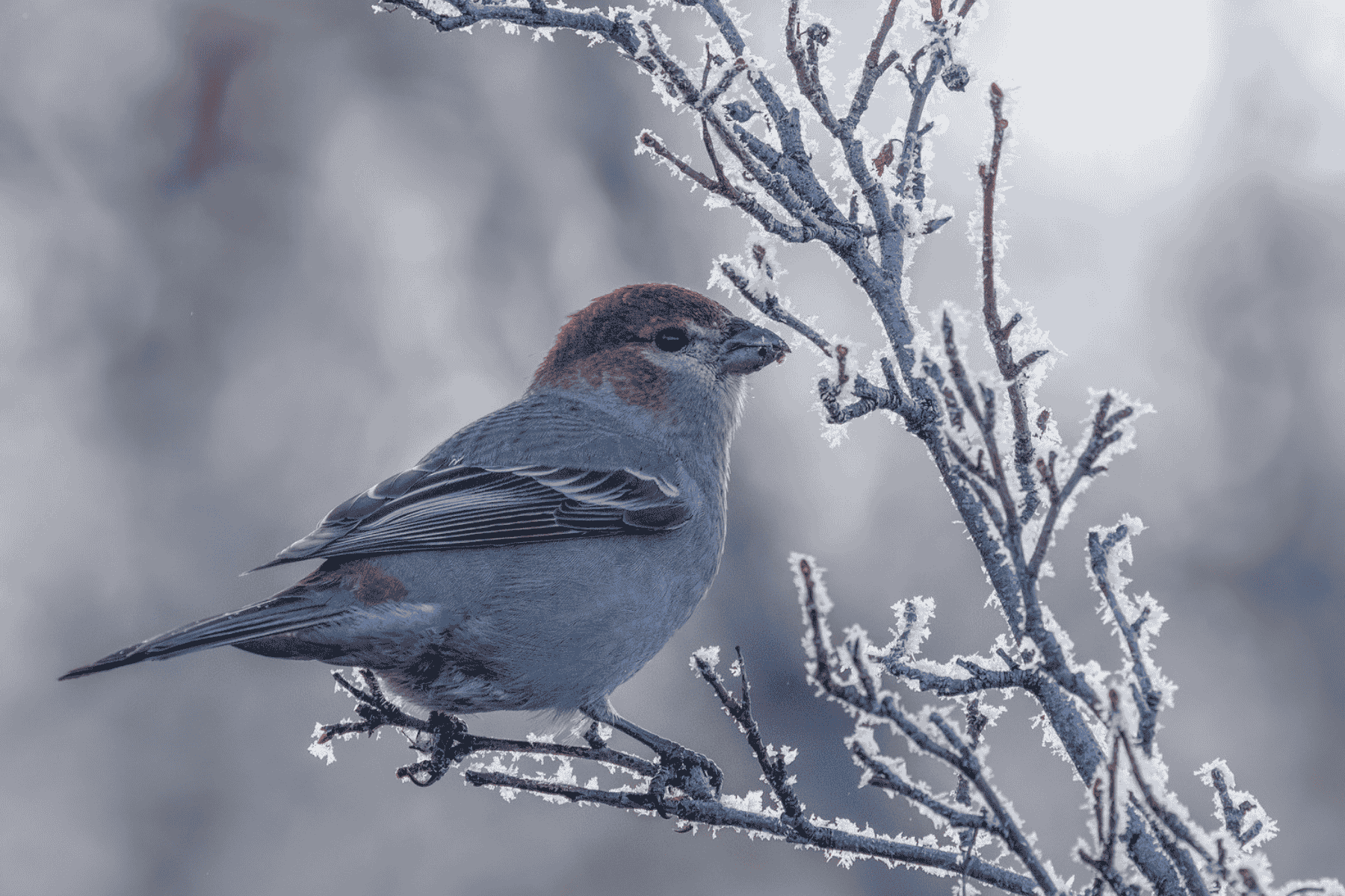 Resized Pine_grosbeak_SK_Janet-Hill.jpg