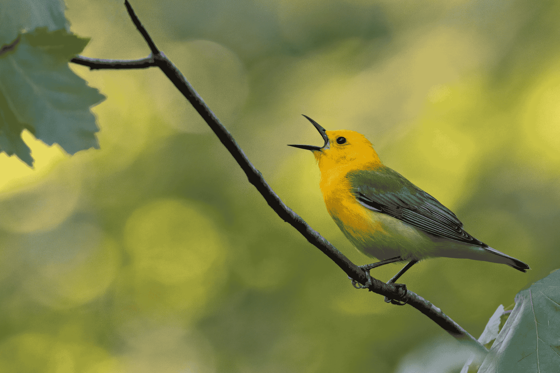 Resized Prothonotary-Warbler_Rondeau-ON_Katherine-Waybrant.jpg