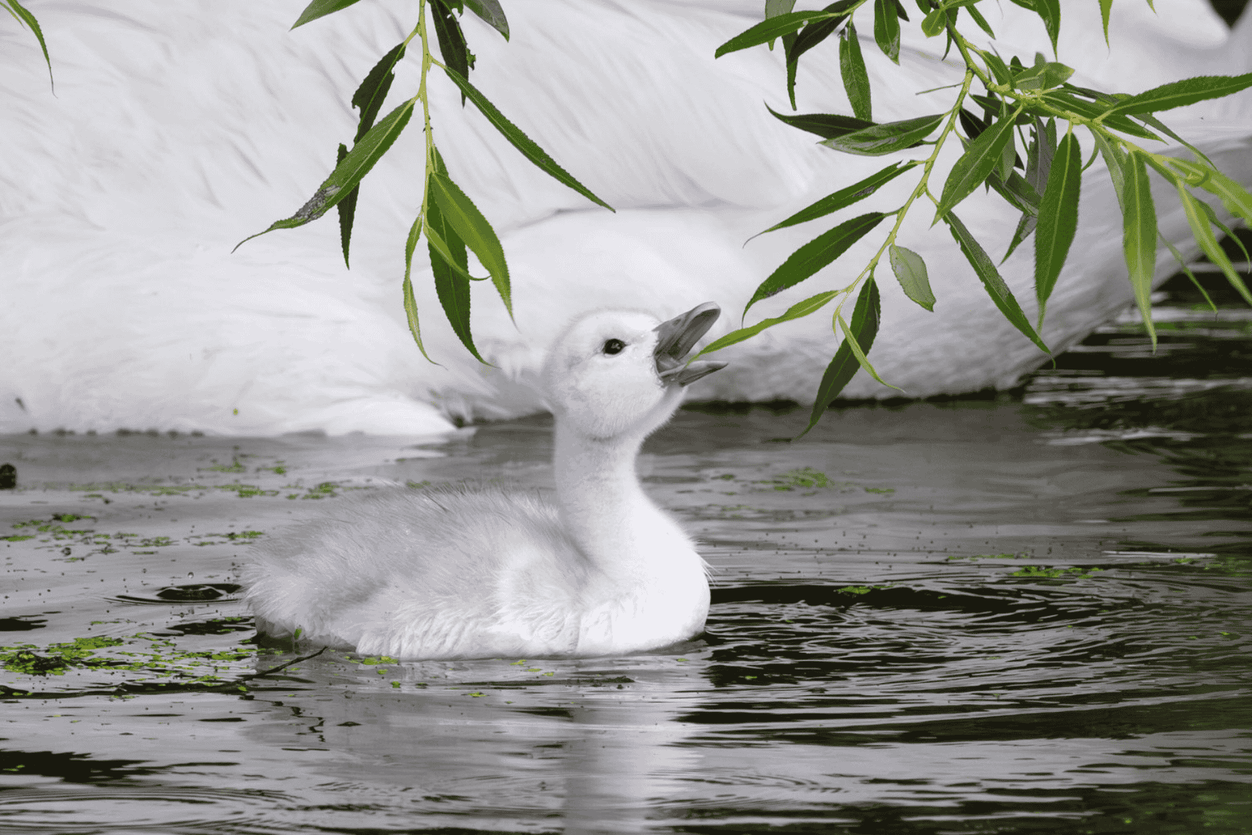 Resized Trumpeter-Swan-Cignet_David-Eaton.jpg