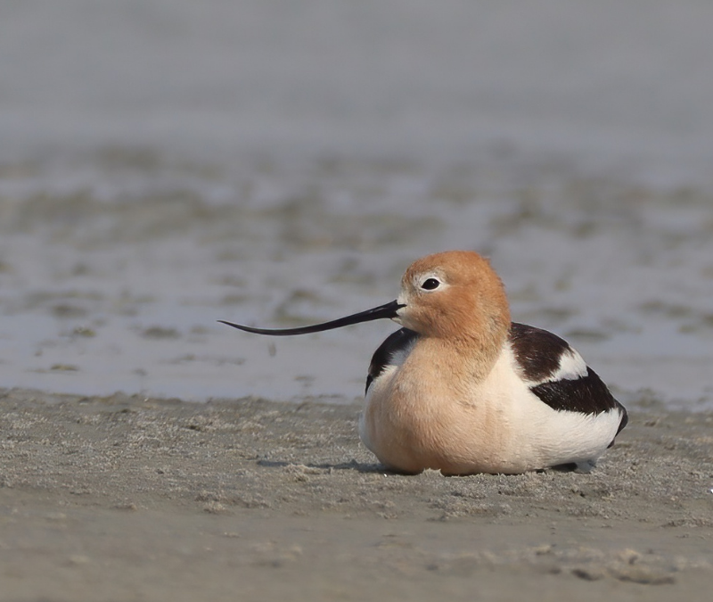 Under Our Wings: The Society of Canadian Ornithologists Annual Meeting Preview