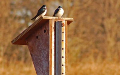 Get Ready for the Birds Canada Community Grant
