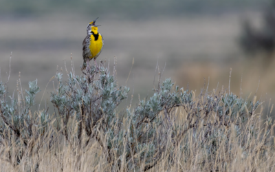 Field Trip Report: On the Ground in the Grasslands with Birds Canada